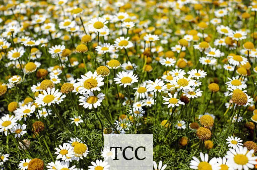 Shallow Focus Photography of Yellow and White Flowers during Daytime