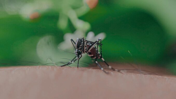 10 ventajas de instalar mosquiteras en casa