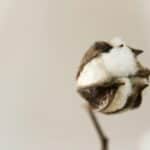 Close-up of a cotton boll showing natural texture against a soft, neutral background.