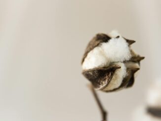 Close-up of a cotton boll showing natural texture against a soft, neutral background.