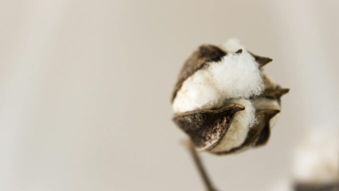 Close-up of a cotton boll showing natural texture against a soft, neutral background.